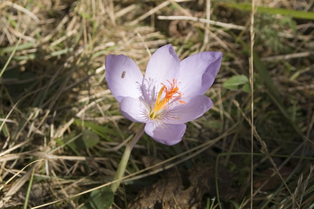 Crocus medius/ (=Crocus ligusticus) / Zafferano ligure